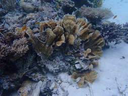 Image of porous lettuce coral