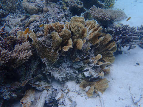 Image of porous lettuce coral