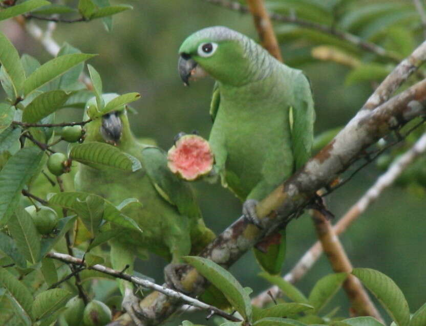 Image de Amazone poudrée