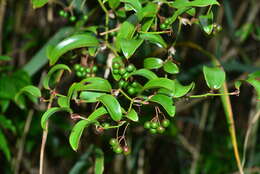 Image of Smilax elongatoumbellata Hayata