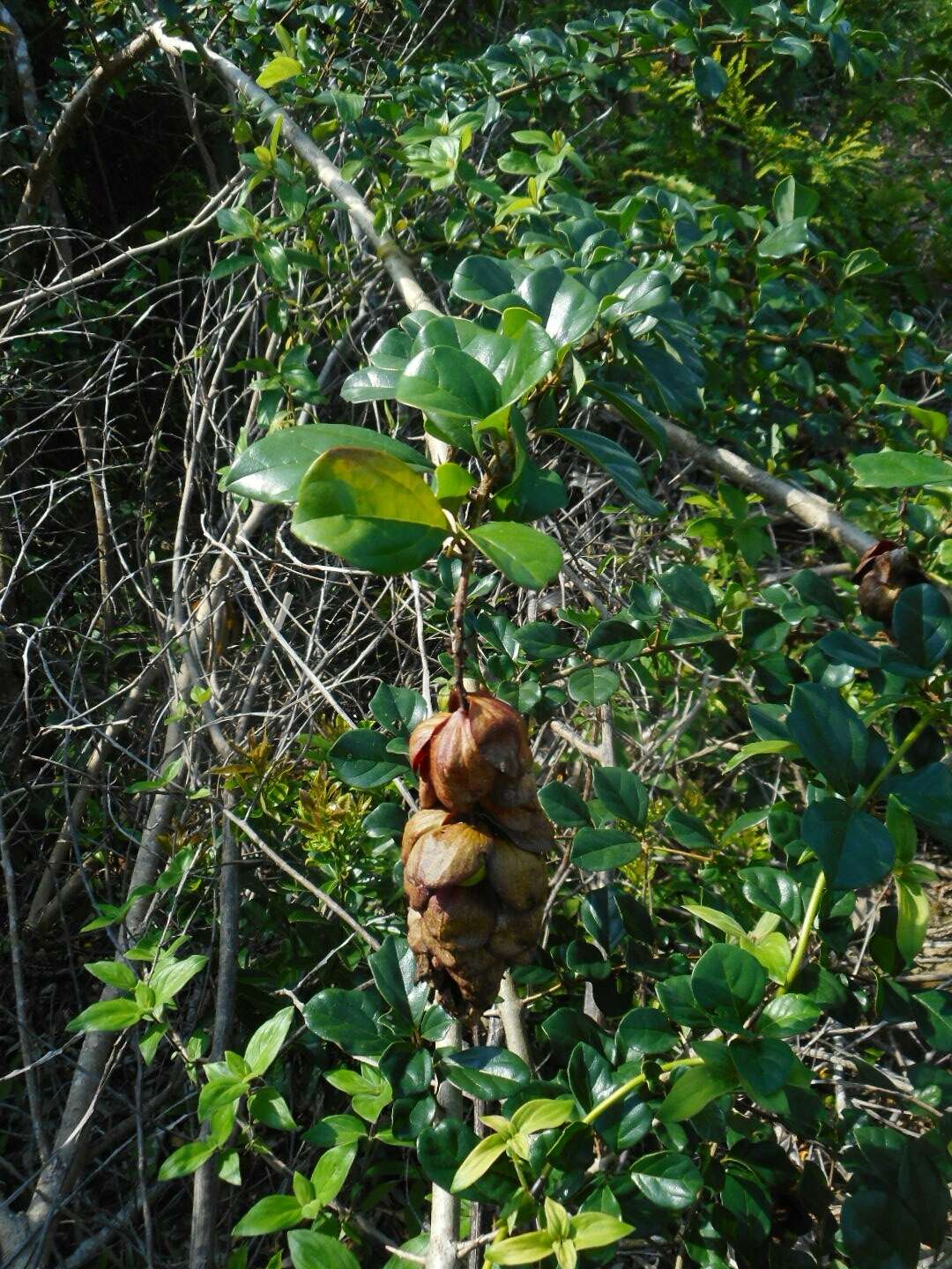 Image of wild sage