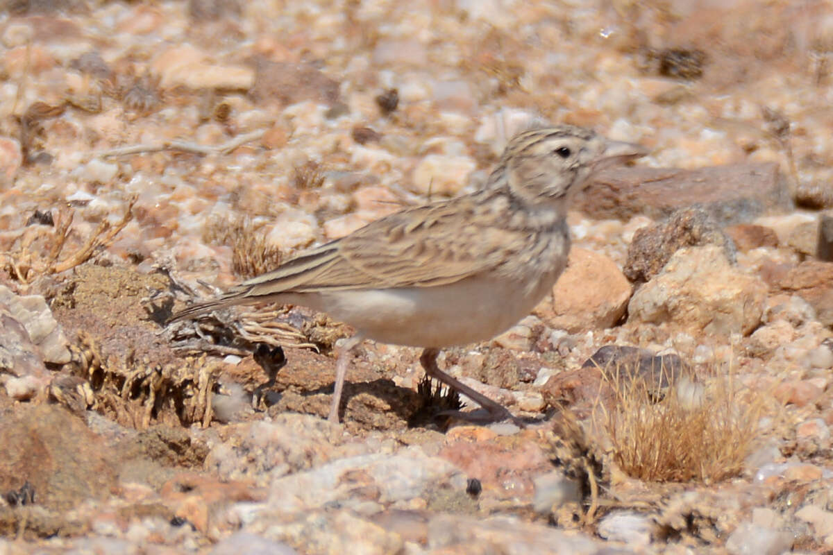 Image of Stark's Lark