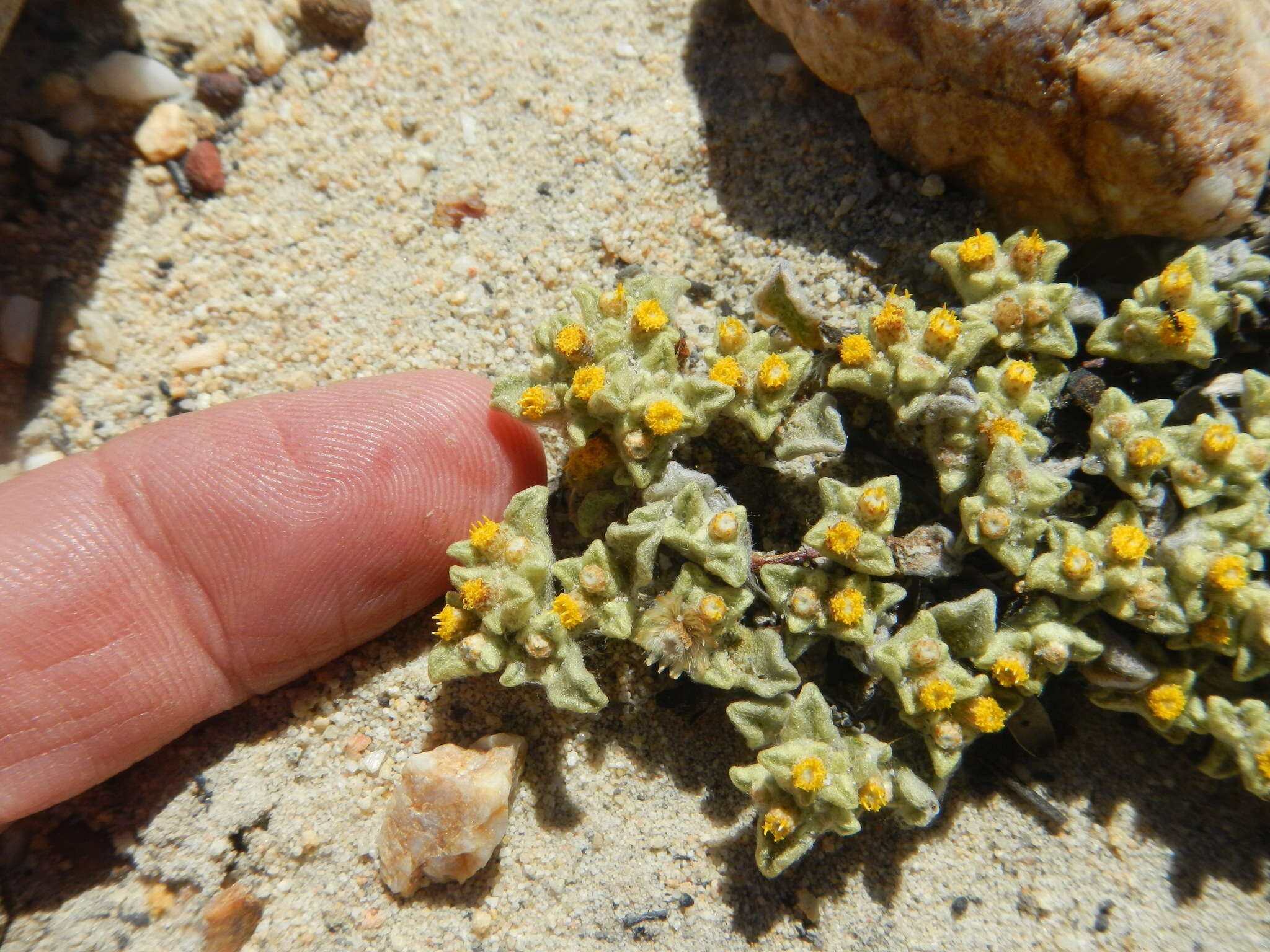 Image de Helichrysum leontonyx DC.