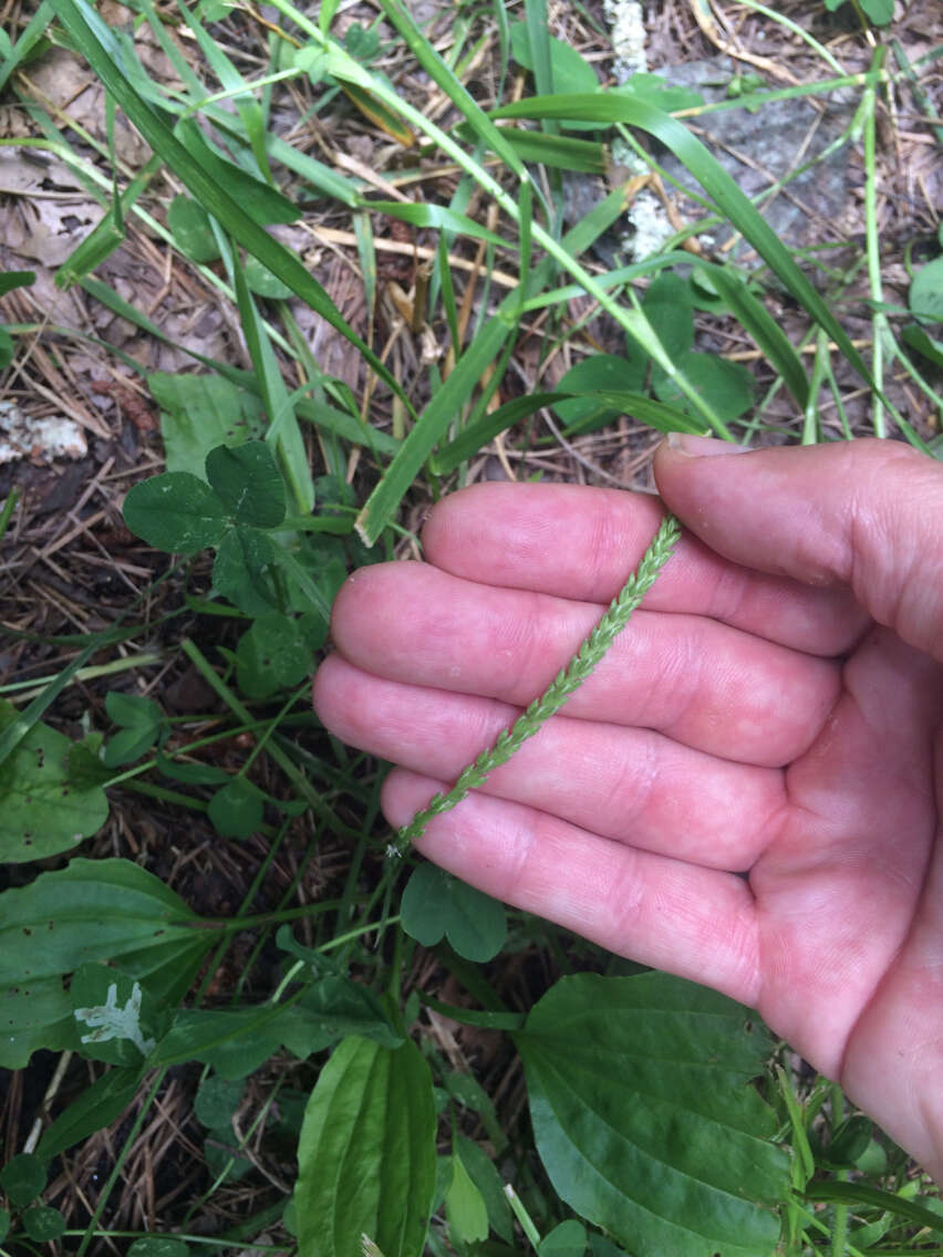 Image of blackseed plantain