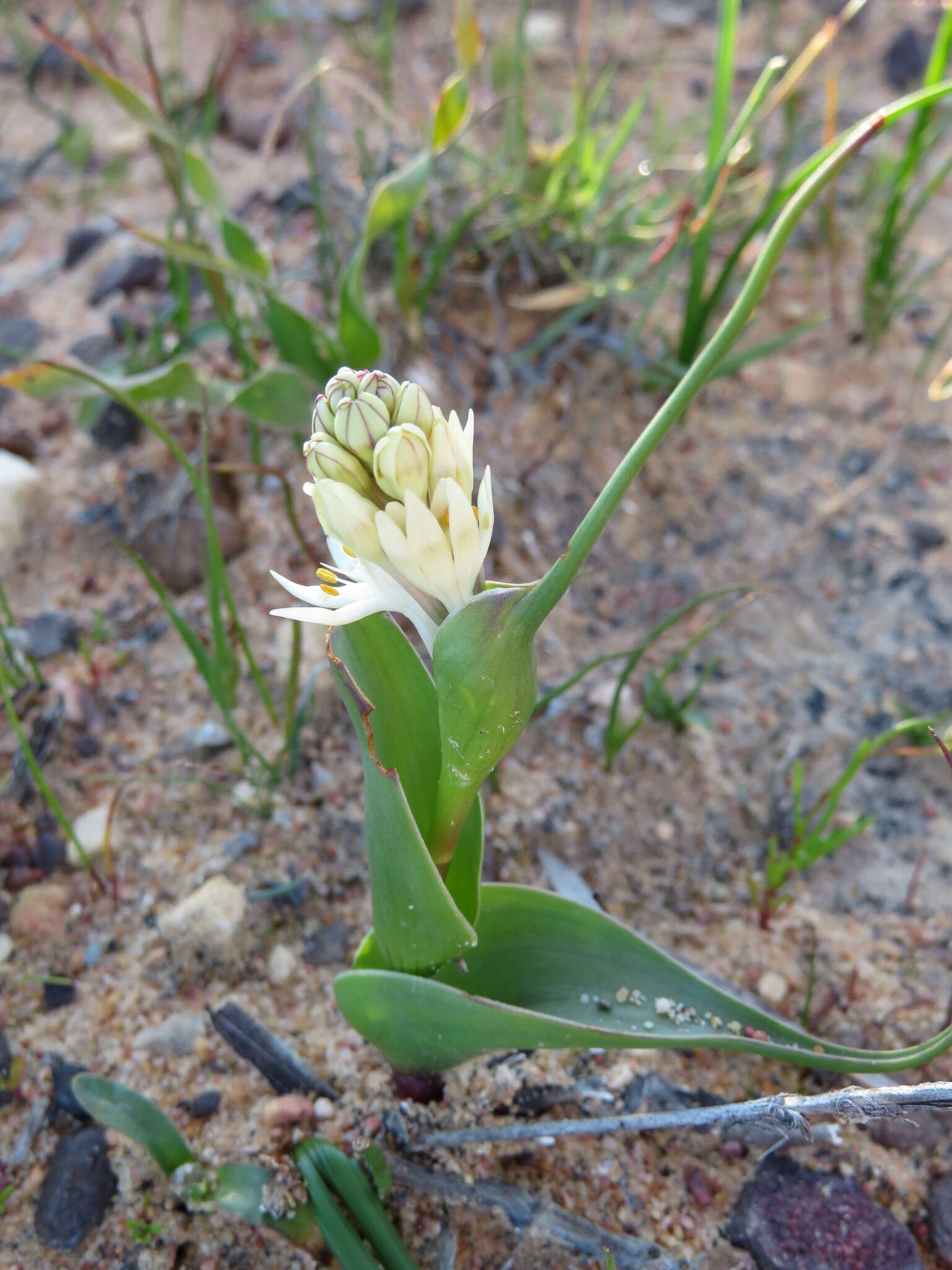 Image of Wurmbea dolichantha B. Nord.