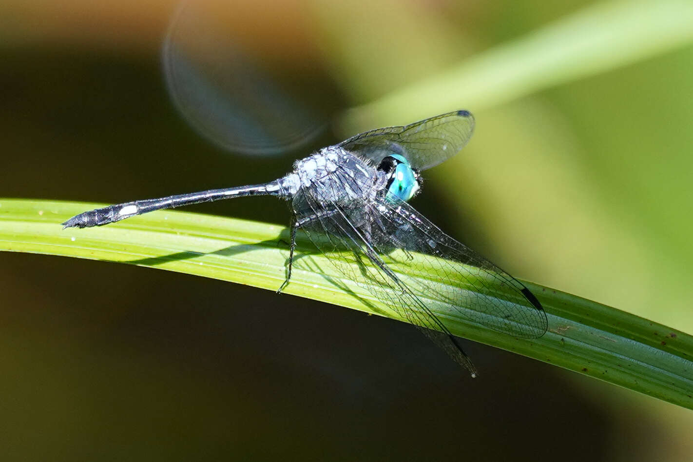 Image of Micrathyria mengeri Ris 1919