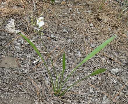 Image of grassy arrowhead