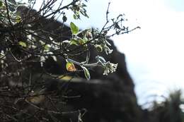 Image of Viviania crenata (Hook.) G. Don