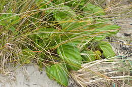 Image of giant forget-me-not