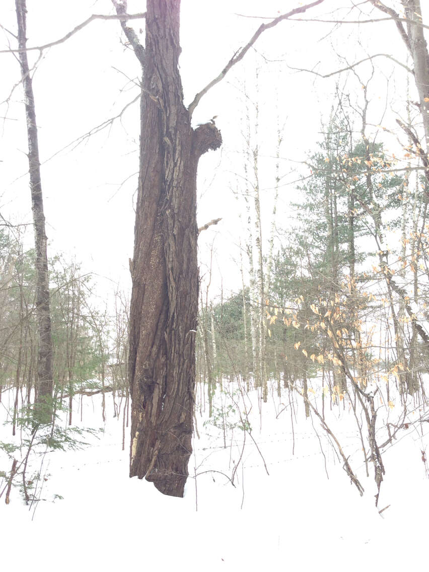 Image of sugar maple