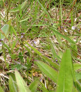 Image of thymeleaf speedwell