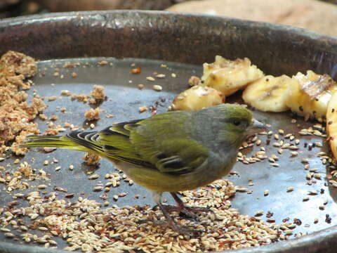 Image of Cape Canary