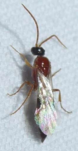 Image of Tiphiidae