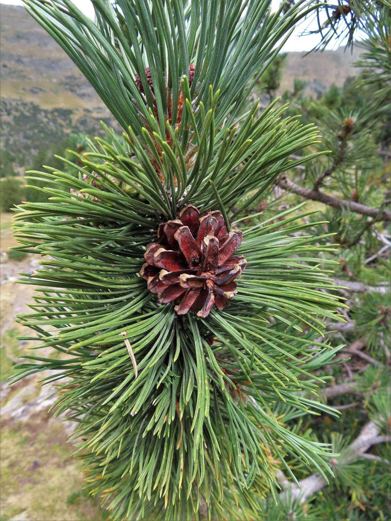 صورة Pinus uncinata Ramond ex DC.