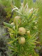 Plancia ëd Leucadendron salicifolium (Salisb.) I. Williams