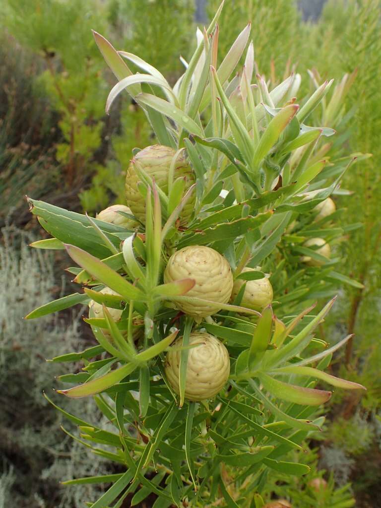 Imagem de Leucadendron salicifolium (Salisb.) I. Williams