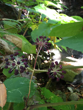 Image of California spikenard