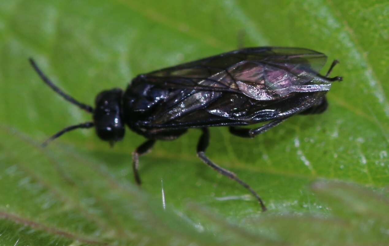 Image of Endelomyia aethiops (Fabricius)