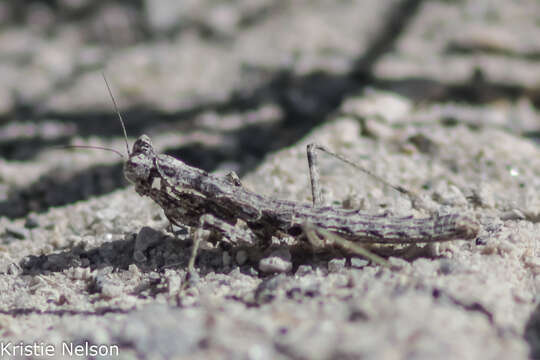 Image of Litaneutria skinneri Rehn 1907