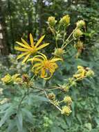 Image de Silphium asteriscus var. trifoliatum (L.) J. A. Clevinger