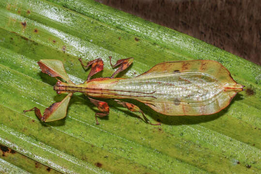 Image of Pulchriphyllium agathyrsus (Gray 1843)