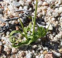 Image of Ixia sobolifera subsp. sobolifera