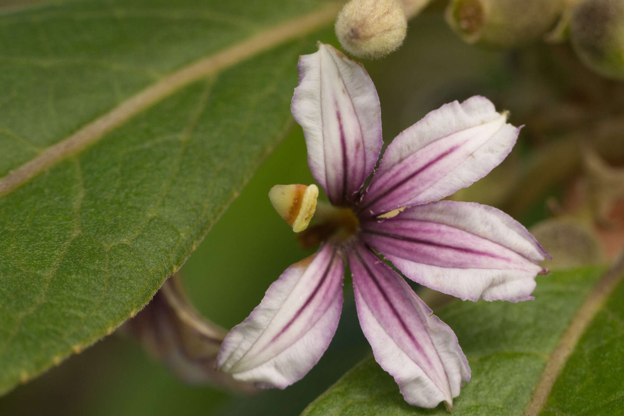 Image of Purple Half-Flower