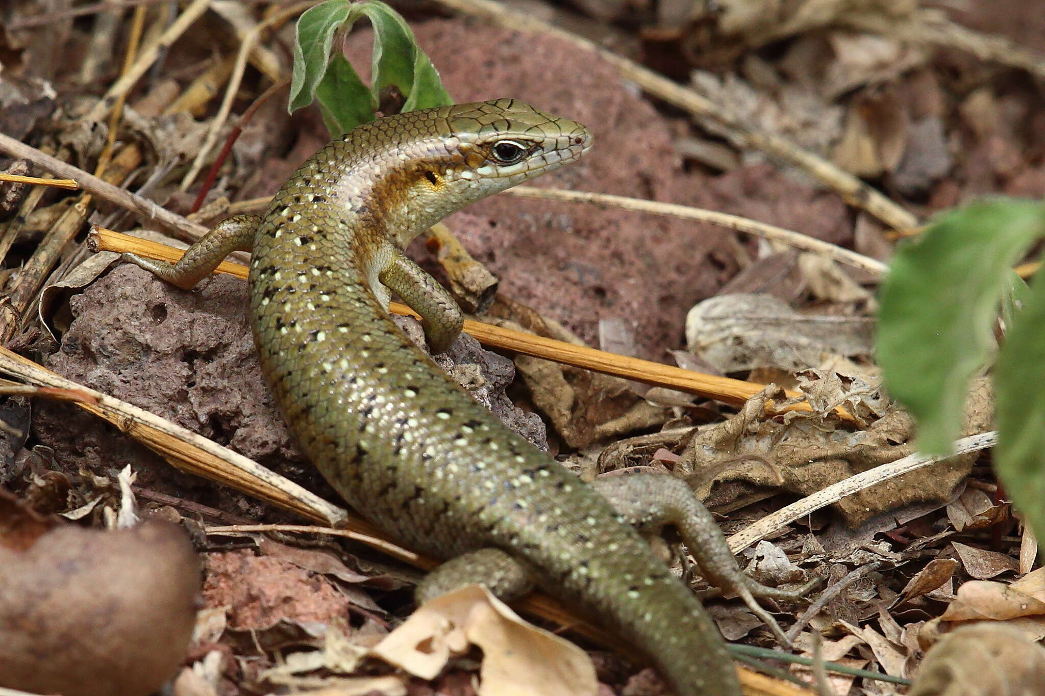 Image of Trachylepis thomensis Ceríaco, Marques & Bauer 2016