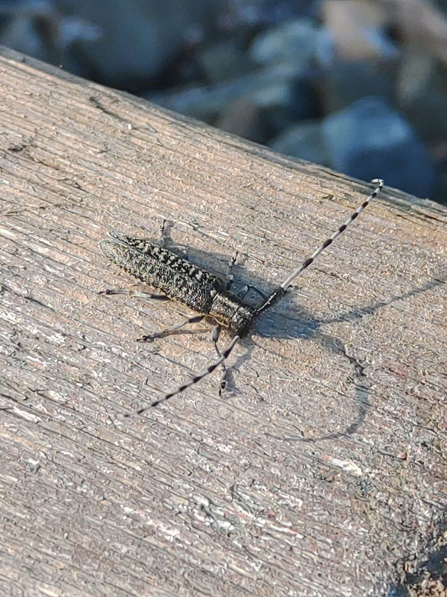 Image of Agapanthia (Epoptes) daurica Ganglbauer 1884