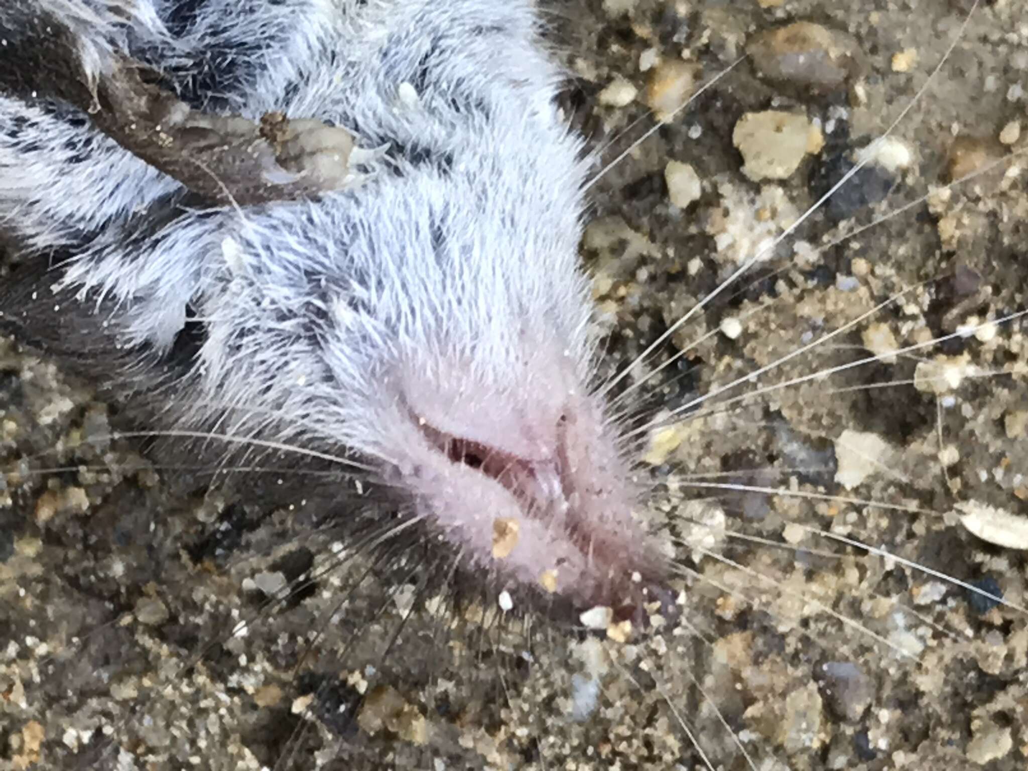 Image of Asian Lesser White-toothed Shrew