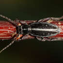 Image of Dorcadion (Cribridorcadion) iconiense K. Daniel 1901