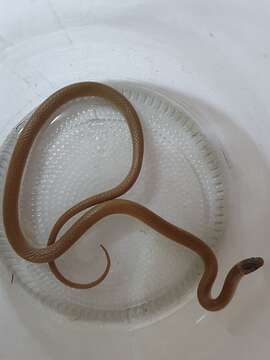 Image of Chihuahuan Blackhead Snake