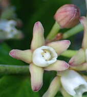 Image of Cynanchum natalitium Schltr.