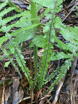 Слика од Steiropteris deltoidea (Sw.) Pic. Serm.