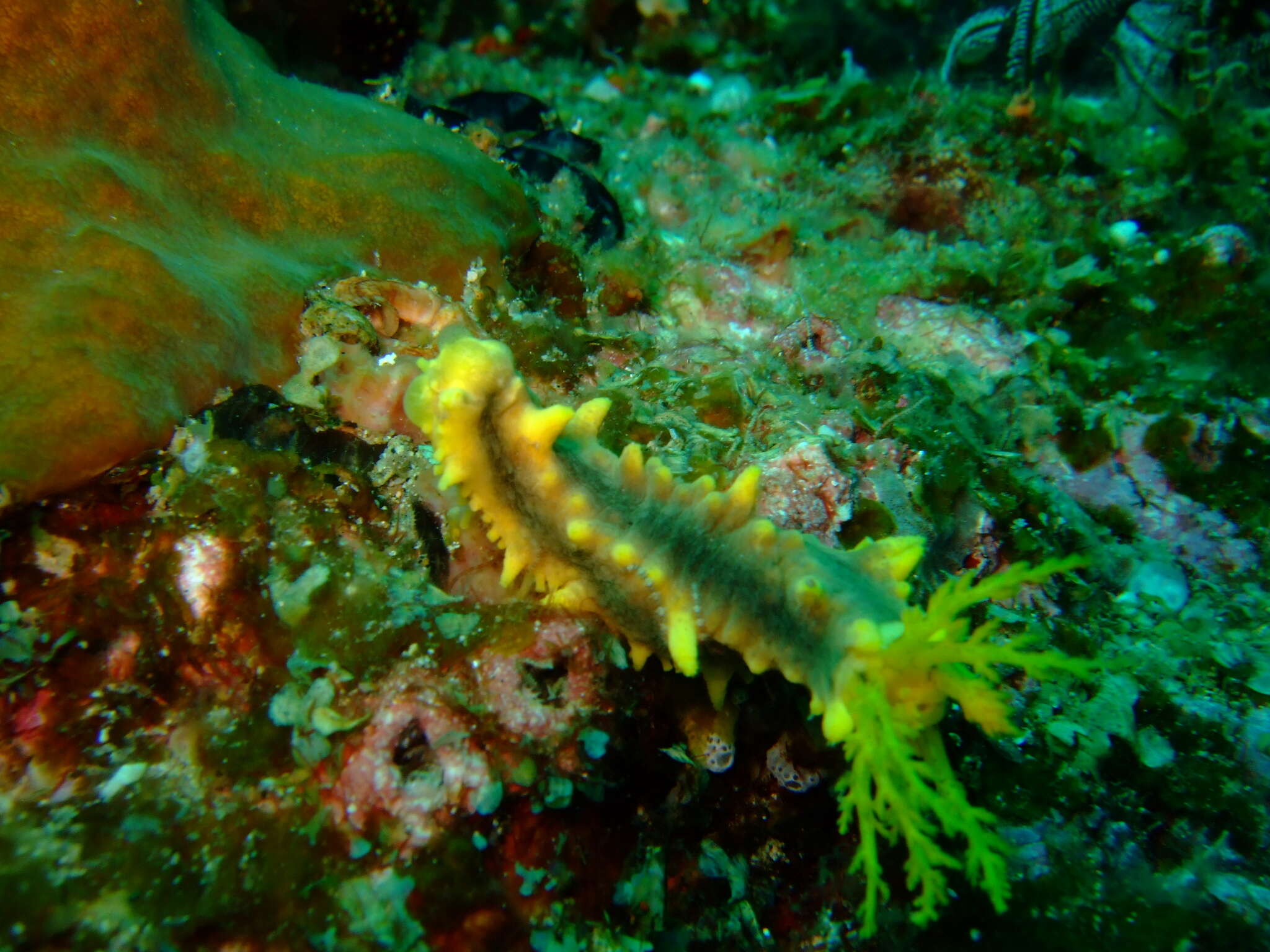 Image of robust sea cucumber