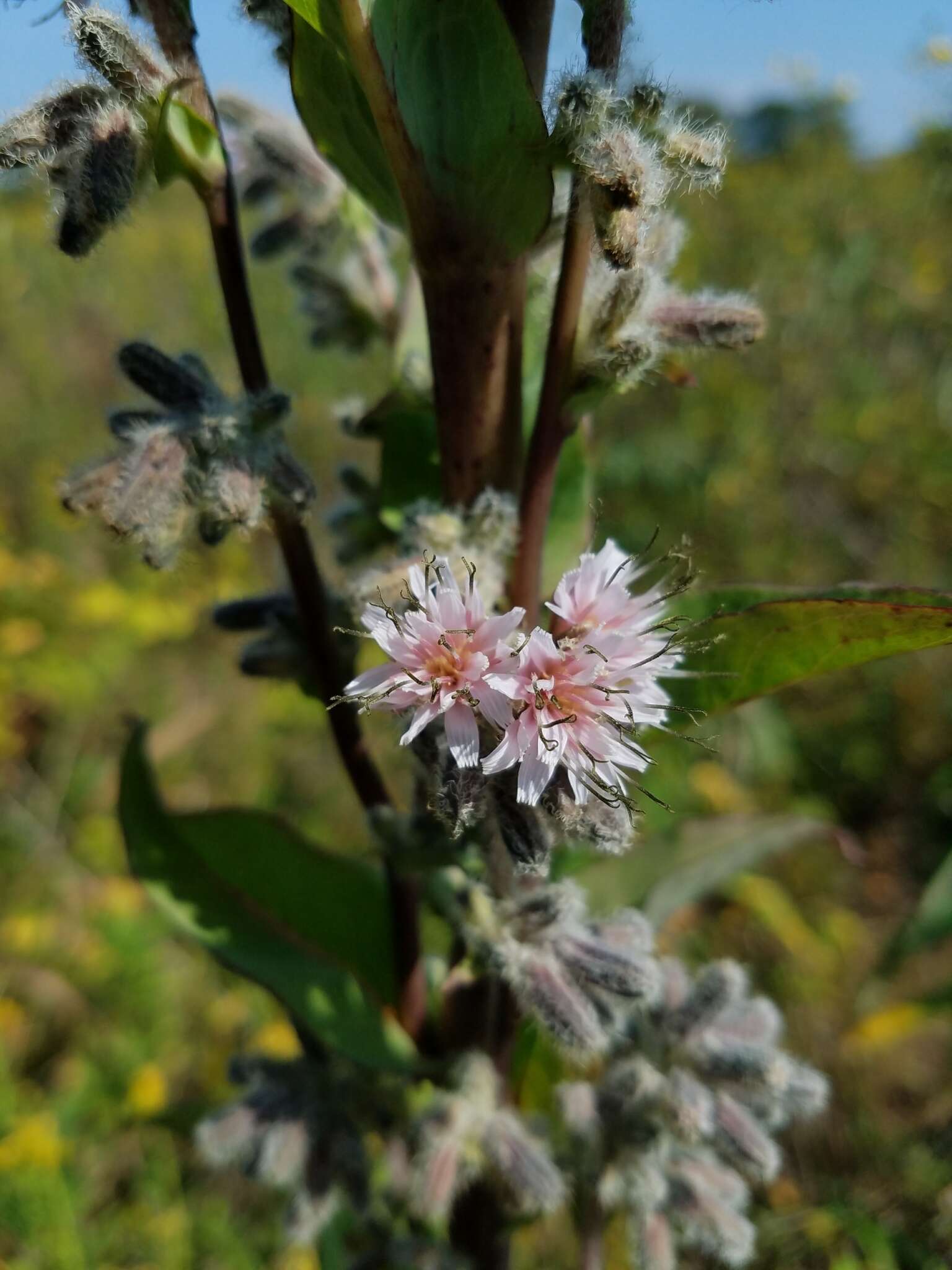 Image of Purple Rattlesnake-Root