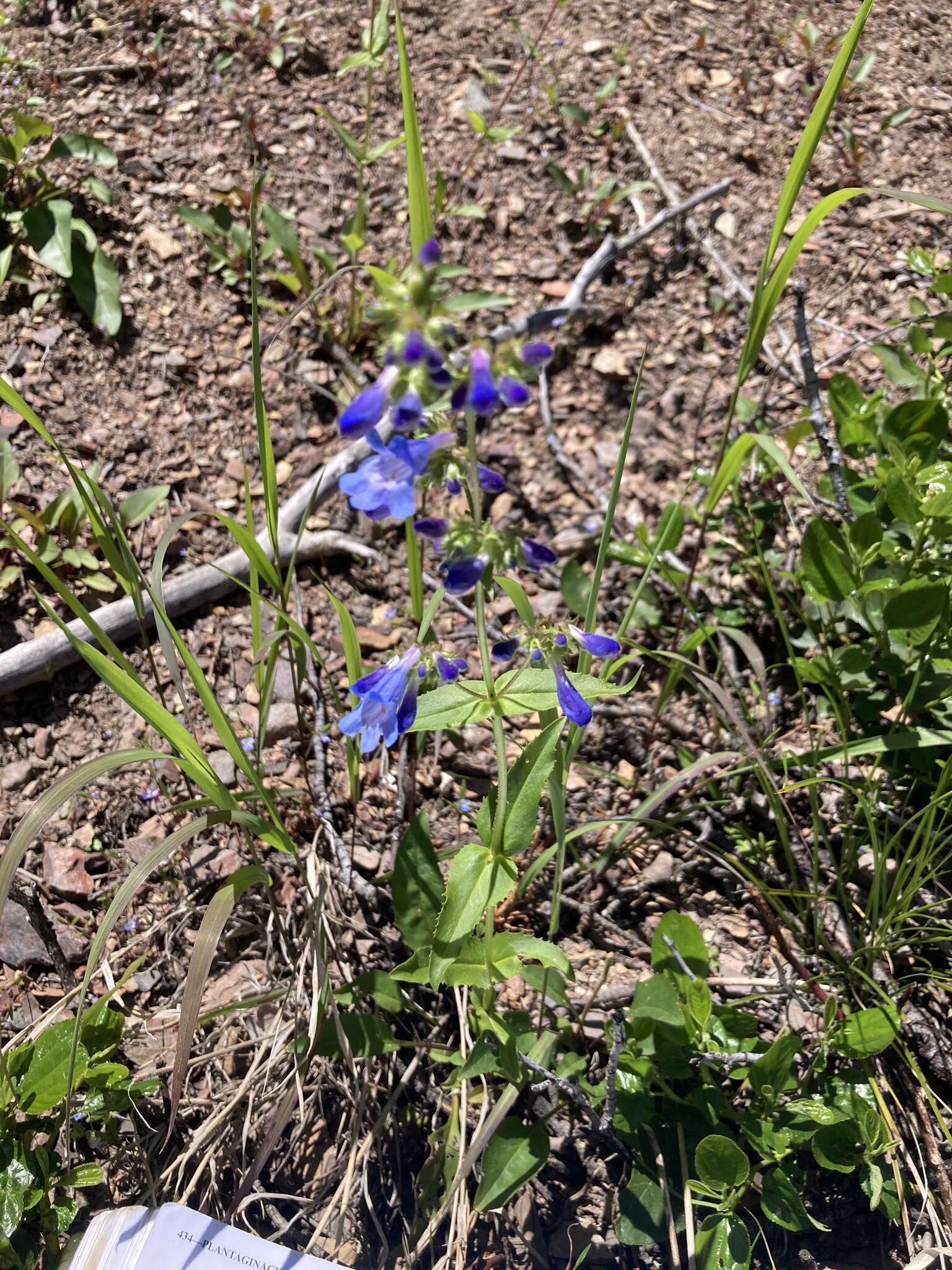 Plancia ëd Penstemon wilcoxii Rydb.