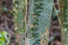 Image of Amphilophium bauhinioides (Bureau ex Baill.) L. G. Lohmann