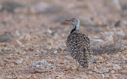 Image of Chlamydotis undulata fuertaventurae (Rothschild & Hartert 1894)