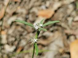 Plancia ëd Spermacoce brachystema R. Br. ex Benth.