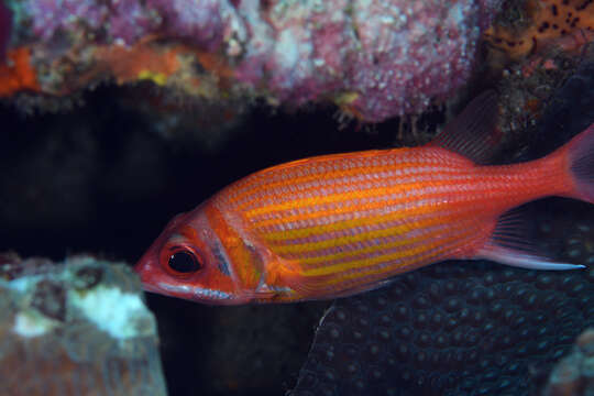 Image of Longjaw Squirrelfish