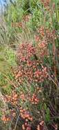 Imagem de Erica carduifolia Salisb.