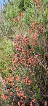 Image of Erica carduifolia Salisb.