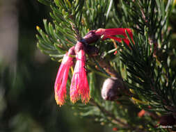 Image de Melaleuca valida (S. Moore) Craven & R. D. Edwards