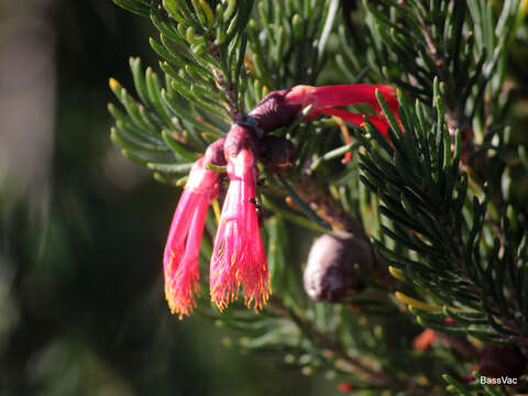 Image of Melaleuca valida (S. Moore) Craven & R. D. Edwards