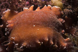 Image of redbrown leathery doris