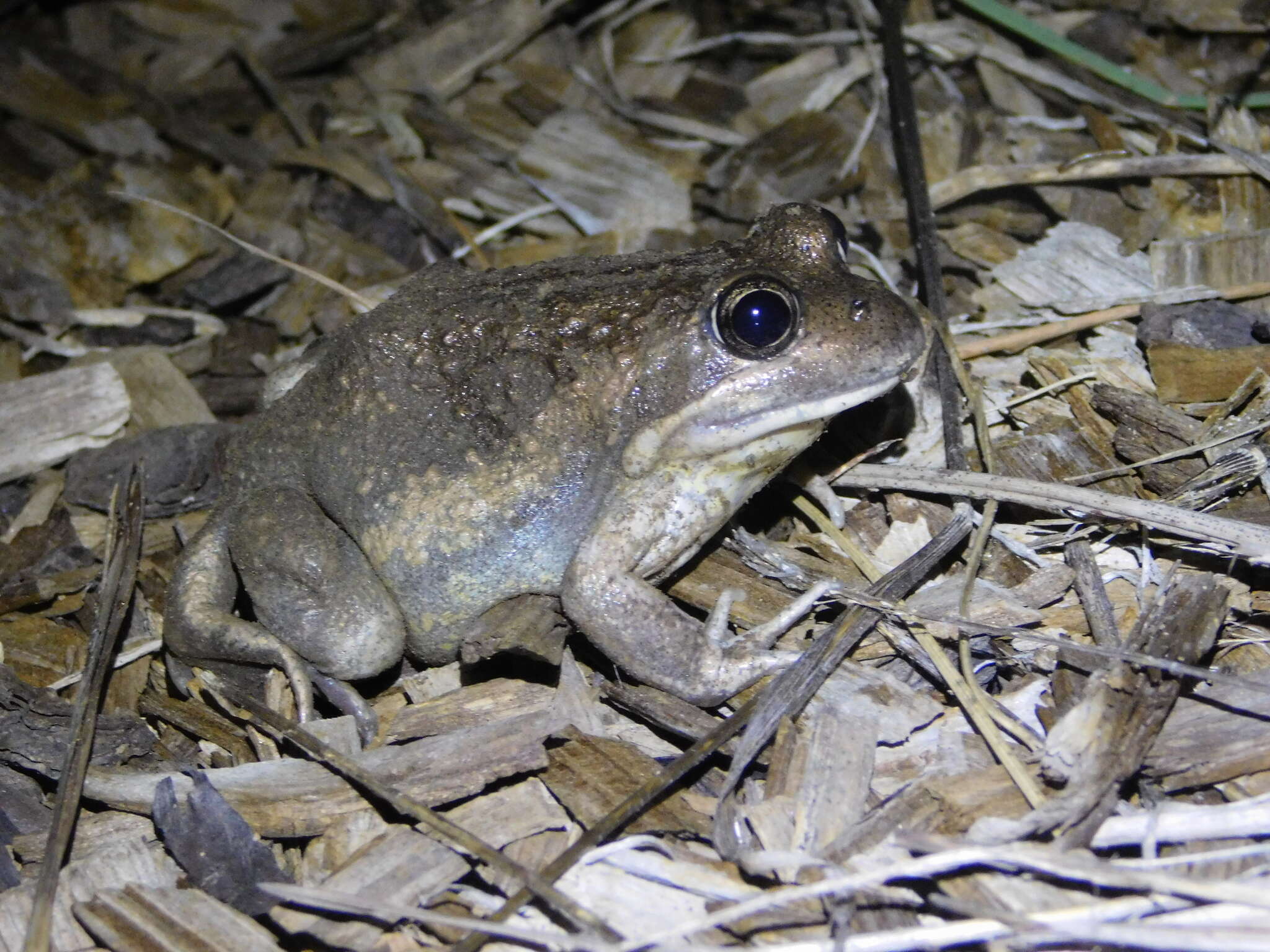 Image of Limnodynastes dumerilii Peters 1863