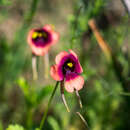 Sivun Diascia longicornis (Thunb.) Druce kuva