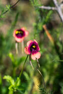 Image of Diascia longicornis (Thunb.) Druce