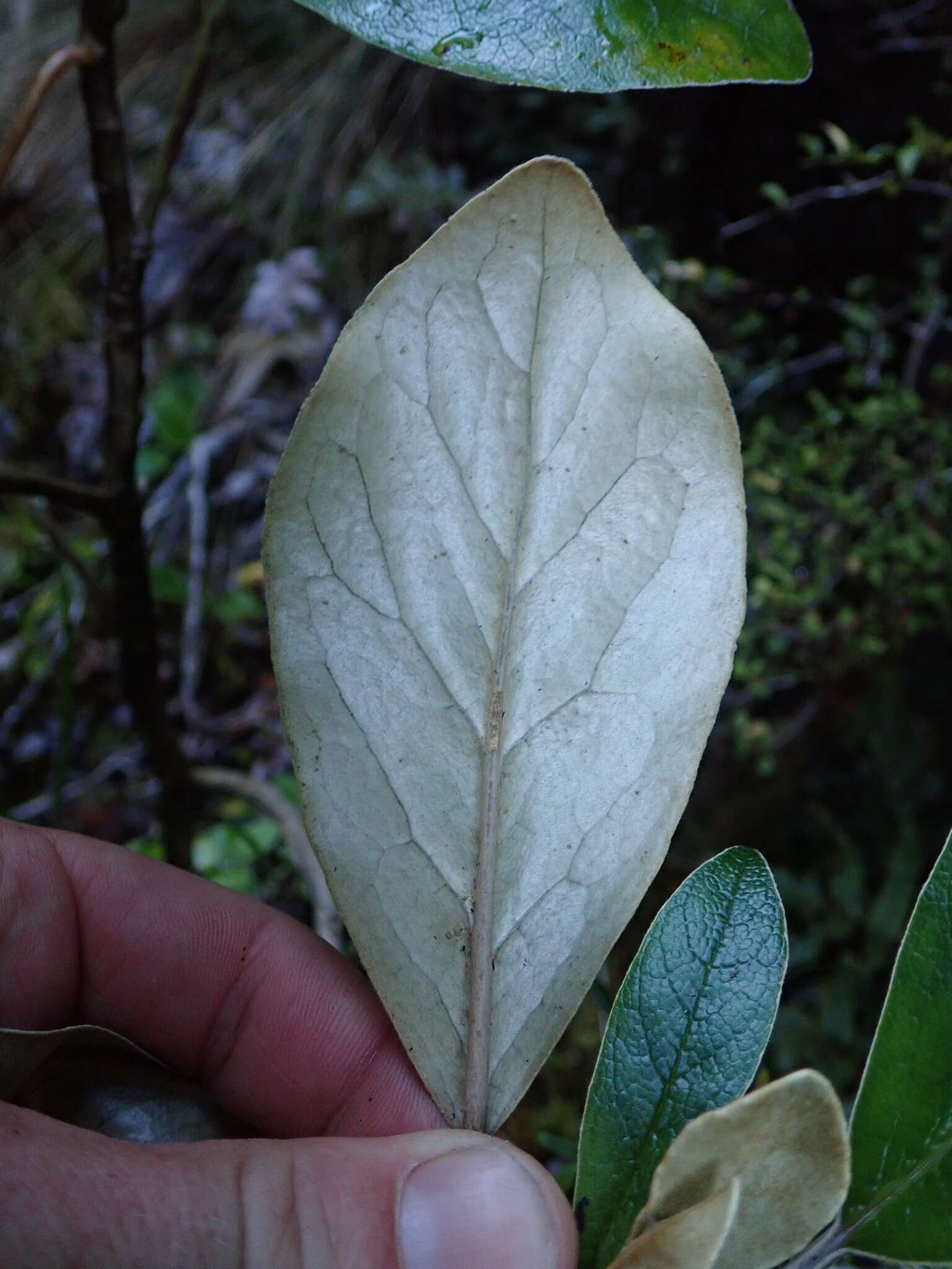 Image of Brachyglottis buchananii (J. B. Armstr.) B. Nord.